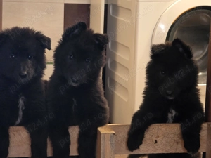 Ciobanesc belgian groenendael