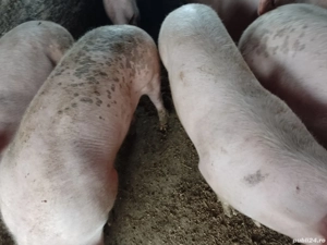 Porci de ras  marele alb de vinzare sau schimb cereale de la 40 pina la 400 kg ,nr tel  