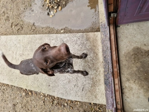 cățel brac german - imagine 3