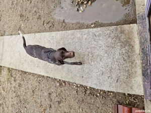 cățel brac german - imagine 2