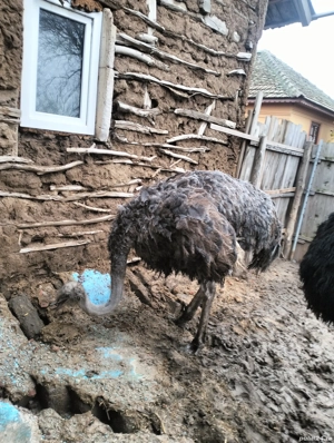 vind struți  - imagine 4