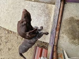 cățel brac german - imagine 4