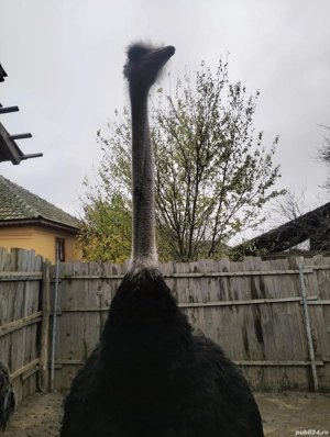 vind struți  - imagine 2