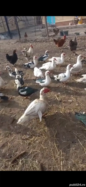 Rate de vânzare - imagine 2