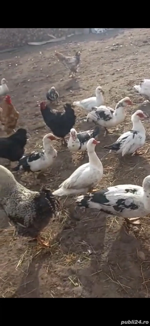 Rate de vânzare - imagine 3