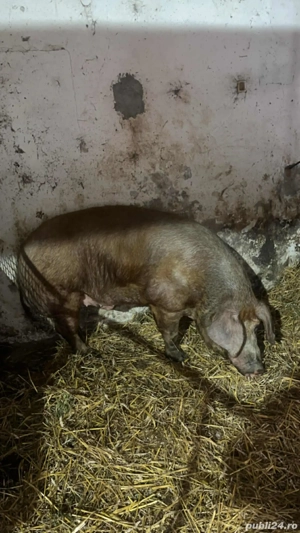 Vand sau schimb vier - imagine 2