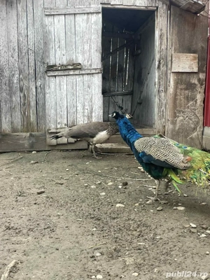 vând pauni - imagine 2