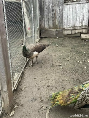 vând pauni - imagine 3