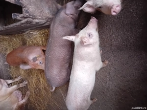 vând purcei - imagine 2