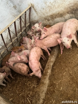 purceii 10 saptamani