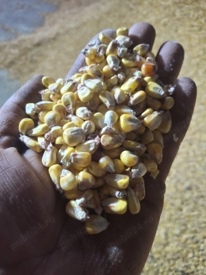 Vand porumb Boabe  - imagine 2