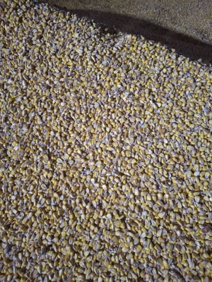 Vand porumb Boabe  - imagine 3