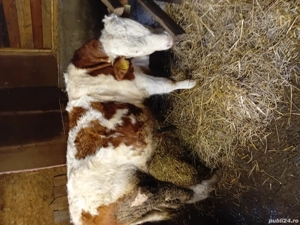 vand vitel baltat metis  de 7 luni - imagine 2