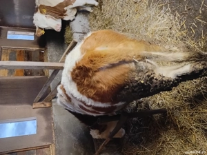 vand vitel baltat metis  de 7 luni - imagine 3