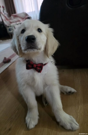 Golden retriever pui - imagine 2