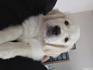 Golden retriever pui - imagine 4