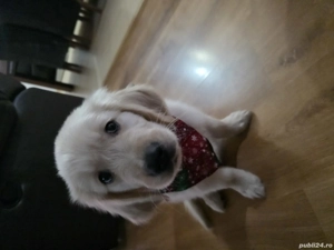 Golden retriever pui - imagine 3
