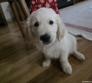 Golden retriever pui - imagine 5