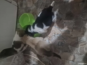 donez 3 catelusi baieti de talie mica (urgent)