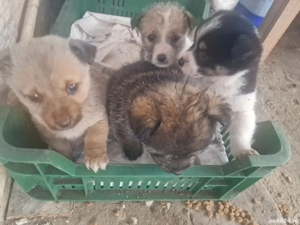 donez 3 catelusi baieti de talie mica (urgent) - imagine 4