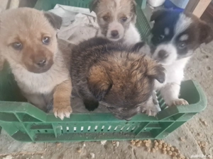 donez 3 catelusi baieti de talie mica (urgent) - imagine 3