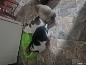 donez 3 catelusi baieti de talie mica (urgent) - imagine 2