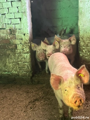Porci de Vanzare 