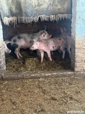 Porci de Vanzare  - imagine 3