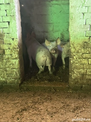 Porci de Vanzare  - imagine 2