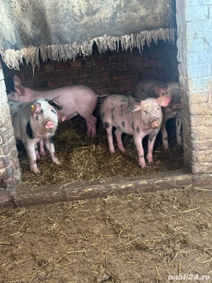 Porci de Vanzare  - imagine 5