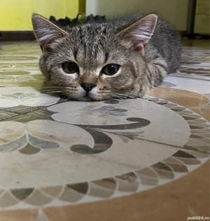 British short hair - imagine 4