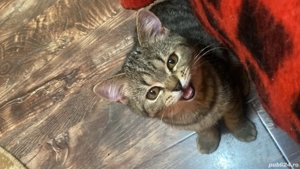 British short hair - imagine 3