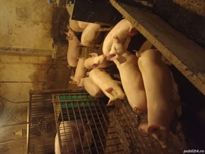 purcei media peste 30 kg - imagine 2