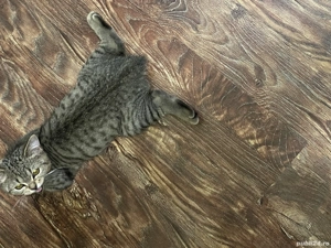 British short hair - imagine 5