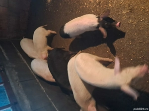 Vand purcei si soldani in beltiug 