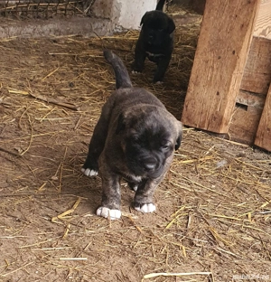 Vand catei kangal x presa canario - imagine 3