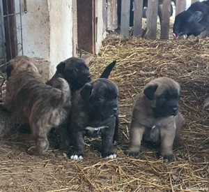Vand catei kangal x presa canario