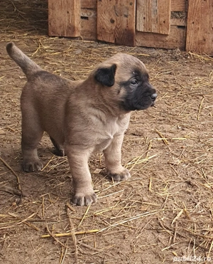 Vand catei kangal x presa canario - imagine 4