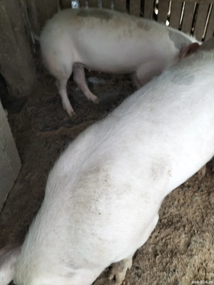 Vand porci - imagine 4