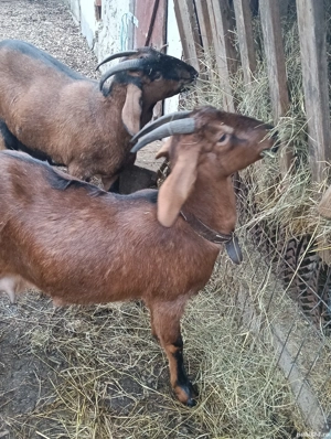 Capre metiș Anglonubiene - Alpină franceză