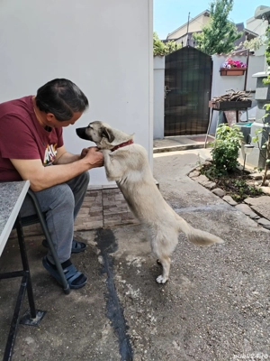 Donez catelusa metis