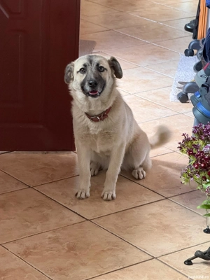 Donez catelusa metis - imagine 4