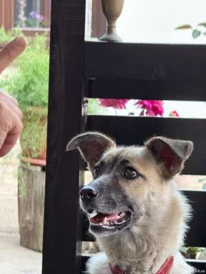 Donez catelusa metis - imagine 2