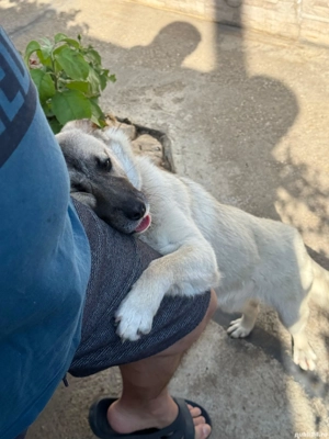 Donez catelusa metis - imagine 3