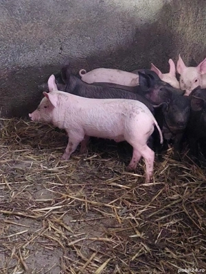 purcei      - imagine 2