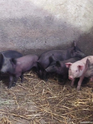 purcei      - imagine 3