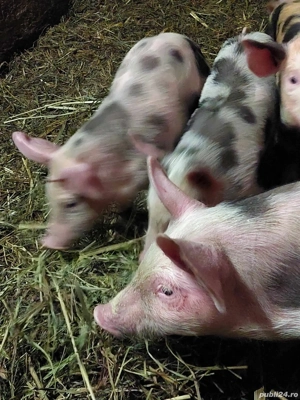 purcei     - imagine 2