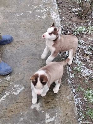 Cauta casa noua  - imagine 4