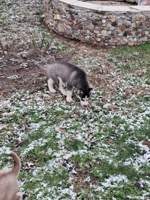 Cauta casa noua  - imagine 5