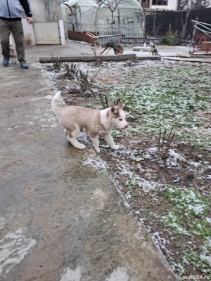 Cauta casa noua  - imagine 2